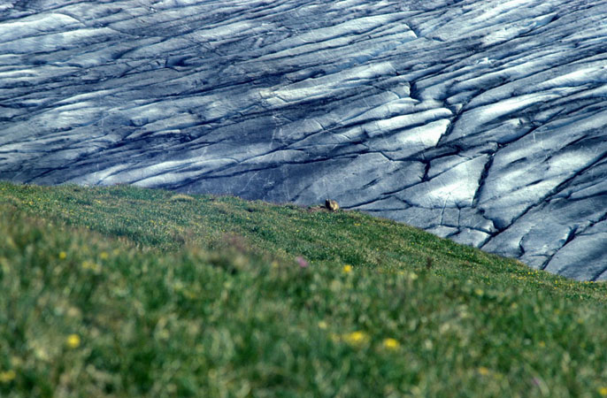 Murmeltier am Gletscher